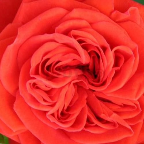 Rosa  Chica Flower Circus® - róża ze średnio intensywnym zapachem - Róże pienne - z kwiatami róży angielskiej - czerwony  - W. Kordes & Sons - korona krzaczasta - -